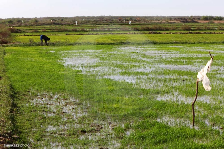 L’importation du riz, une honte selon Cheikh Amar