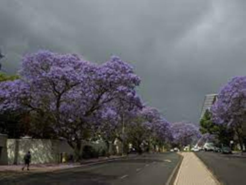 Afrique du Sud: la floraison précoce des jacarandas, un indicateur visible du dérèglement climatique Afrique du Sud: la floraison précoce des jacarandas, un indicateur visible du dérèglement climatique