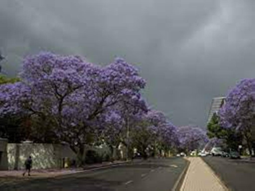 Afrique du Sud: la floraison précoce des jacarandas, un indicateur visible du dérèglement climatique