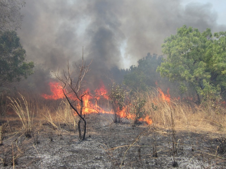 Le feu à la forêt classée de Mbao Le feu à la forêt classée de Mbao