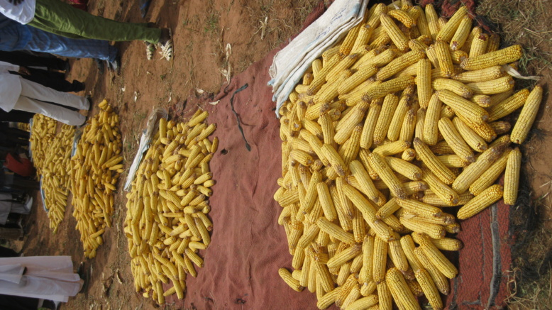 Nioro - Fermes agricoles du FNPJ : près de 300 tonnes de maïs par ferme attendus Nioro - Fermes agricoles du FNPJ : près de 300 tonnes de maïs par ferme attendus