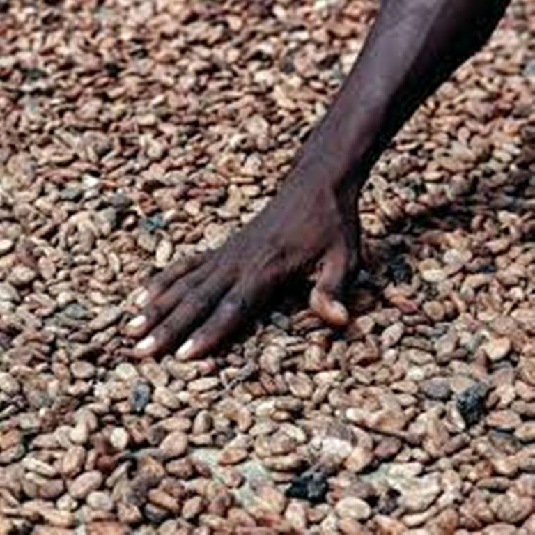 Quels leviers pour faire remonter les prix du cacao?