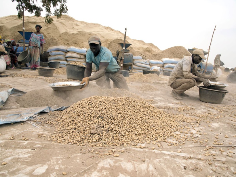 Kaolack: les agriculteurs veulent vendre le kilo d'arachide à 350 frs