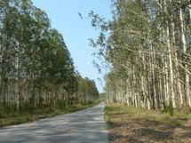 Récidiviste dans un scandale foncier à Keur Massar: le responsable libéral, Idy Wellé élit domicile dans la forêt de Mbao