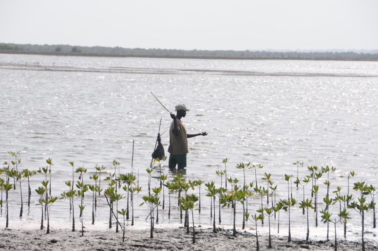 Aires Marines Protégées (AMP): le cas de réussite du Sénégal Aires Marines Protégées (AMP): le cas de réussite du Sénégal