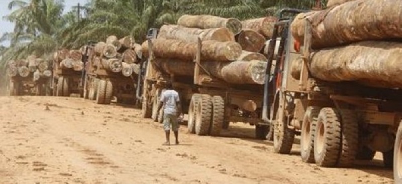 ​Casamance: 8 coupeurs de troncs d’arbre arrêtés à Tendouck, un nouveau "Bofa Bayotte" redouté
