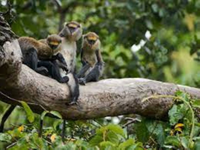 Côte d'Ivoire: le processus d’habituation des chimpanzés dans la forêt de Taï Côte d'Ivoire: le processus d’habituation des chimpanzés dans la forêt de Taï