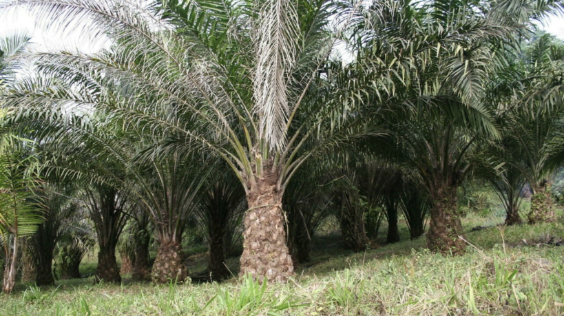 Cameroun: l'exportation de l'huile et des céréales suspendue