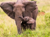 Le Congo-Brazzaville a perdu la moitié de sa population d’éléphants ces dix dernières années. Sadi Ugur OKÇu