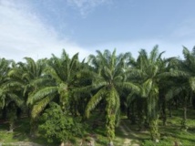 Plantation d’huile de palme. Getty Images/CollinsChin