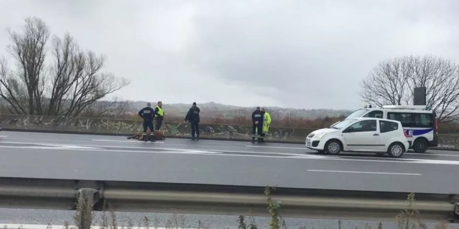 Un bœuf saute d’un camion et provoque un accident sur l'autoroute à Péage: le chauffeur atterrit en prison