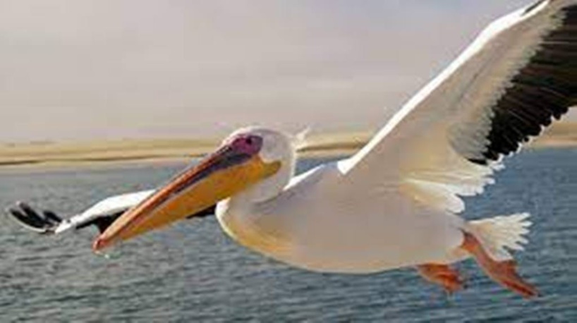 Comptage mondial des oiseaux d'eau: c'est parti au Gabon aussi Comptage mondial des oiseaux d'eau: c'est parti au Gabon aussi