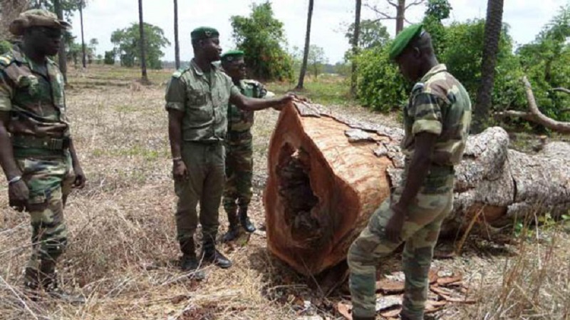 Trafic illicite de bois : chaque année, des milliers de conteneurs quittent le Sénégal pour la Chine (Ali Haïda)
