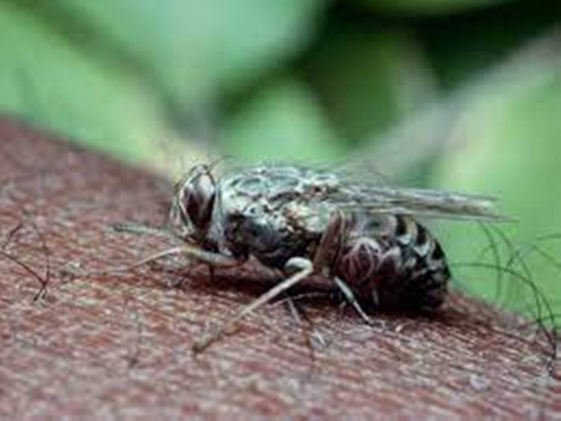 Maladies tropicales négligées: en RDC, lancement d'une campagne numérique pour dépister la trypanosomiase Maladies tropicales négligées: en RDC, lancement d'une campagne numérique pour dépister la trypanosomiase