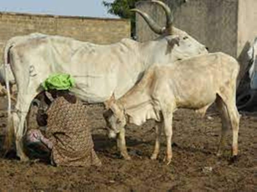 La filière du lait en Afrique plombée par les bas prix du lait en poudre européen La filière du lait en Afrique plombée par les bas prix du lait en poudre européen