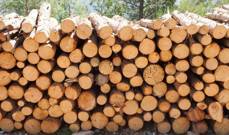 Trafic de bois : une importante quantité de planches et de troncs saisie à Kédougou