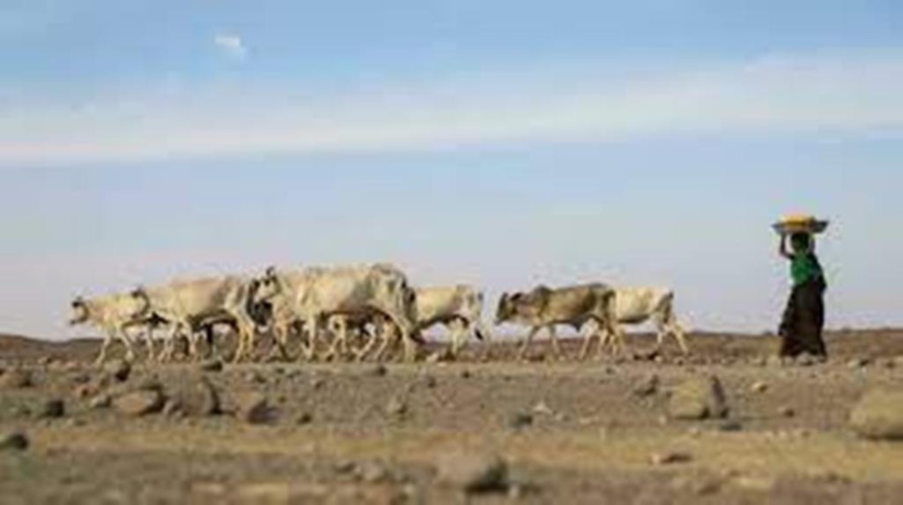 La Corne d’Afrique en proie à une sécheresse record, une double crise pour l’Éthiopie