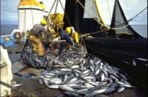 Détournement présumé de 7,5 milliards FCFA : Comment Greenpeace a démasqué Wade ?