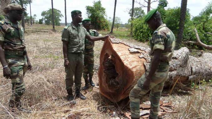 Sud du Sénégal: le Collectif des Cadres Casamançais recommande le renforcement de la surveillance des forêts