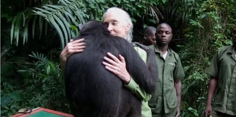 L'émouvant câlin d'une chimpanzée à son sauveur L'émouvant câlin d'une chimpanzée à son sauveur