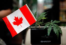 Quels effets la légalisation du cannabis a-t-elle eus au Canada ?