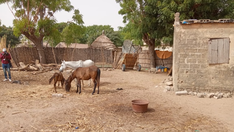 Retour à Ndingler: des terres confisquées, des greniers vides et des paysans exposés à la famine