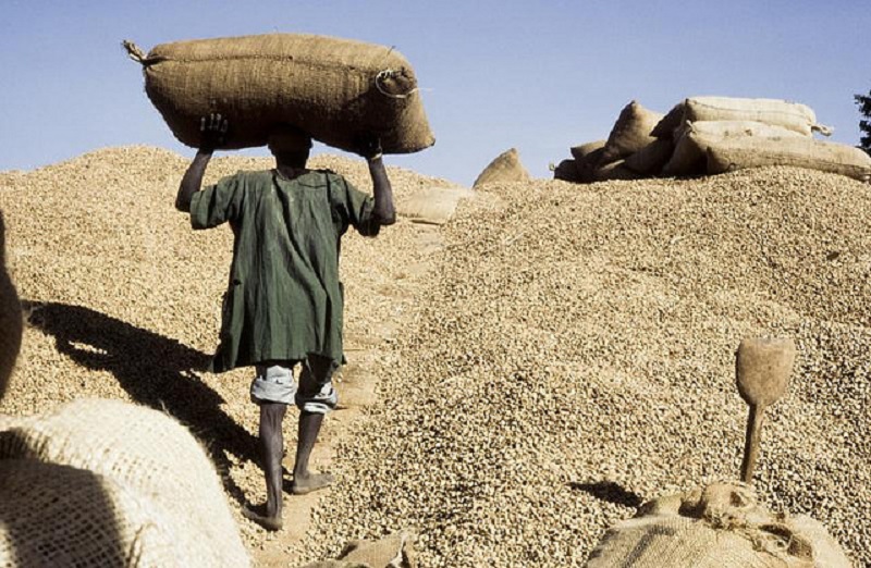 Campagne arachidière : plus de 400.000 tonnes collectées en 98 jours