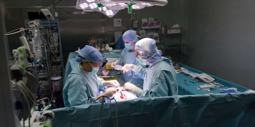 Le premier patient greffé avec un cœur de porc est décédé