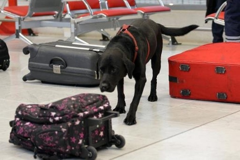 Un voyageur récupère sa valise égarée avec 6 kilos de cocaïne