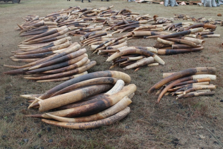 France: trois tonnes d'ivoire de contrebande broyées sous les yeux des Parisiens