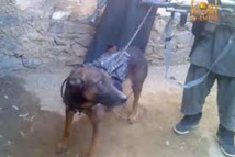 Afghanistan : les talibans affirment avoir capturé un chien des forces internationales