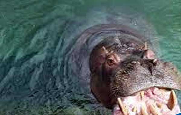 Podor : Un hippopotame "féroce" dans les eaux du Doué