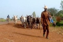 Affrontements à Kiriki-Sédhiou : un voleur de bétails tué par balle Affrontements à Kiriki-Sédhiou : un voleur de bétails tué par balle