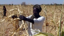 L'agriculture tchadienne se développe au point que l'export est désormais envisagé. AFP PHOTO / OXFAM / IRINA FUHRMANN