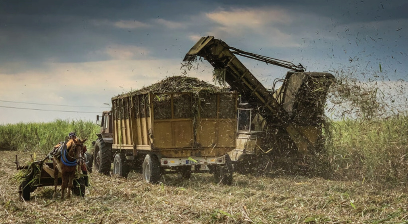 Cuba veut "sauver" son sucre, autrefois produit-phare de l'île Cuba veut "sauver" son sucre, autrefois produit-phare de l'île