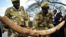 Saisie d’une cargaison d’ivoire de contrebande au Kenya, en septembre 2009. AFP/ Simon Maina