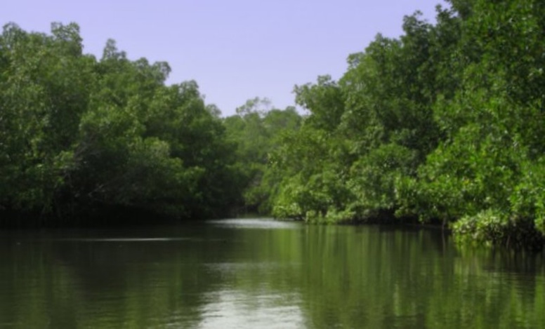 Aires Marines Protégées du Bamboung: bolong, ce havre de paix pour la reproduction aquatique