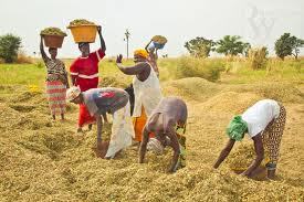 IPAR: quelles politiques agricoles et rurales concertées au Sénégal ? 