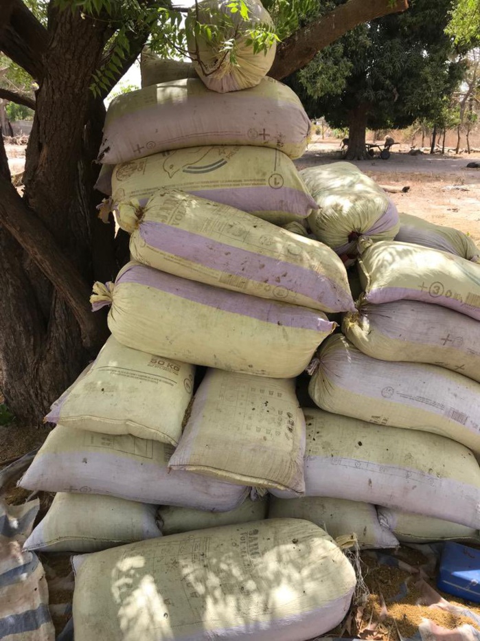 Casamance : l'Armée saisit encore plusieurs tonnes de chanvre indien dans des bases rebelles