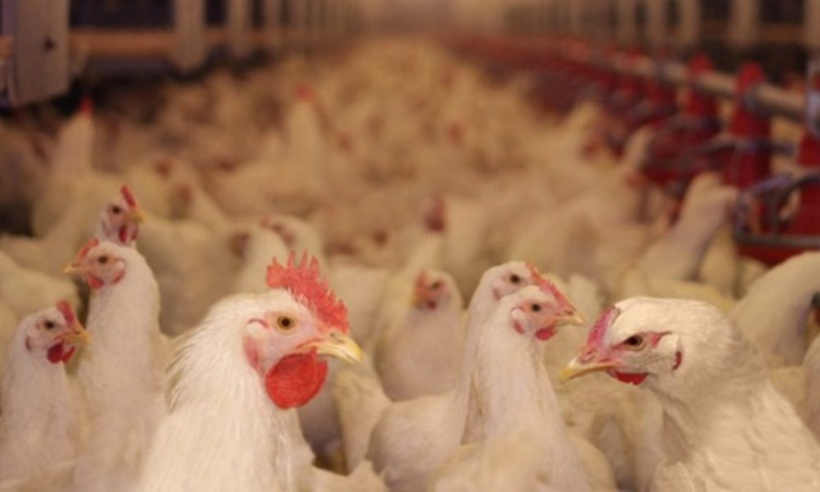 Korité: risque de pénurie de poulets à Diourbel Korité: risque de pénurie de poulets à Diourbel