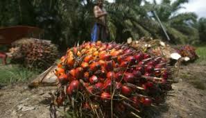 Indonésie : de la guerre en Ukraine... à une interdiction de l'exportation d'huile de palme