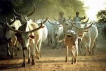 Linguère-Région de Louga: Arrestation du voleur de taureaux Linguère-Région de Louga: Arrestation du voleur de taureaux