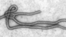 Vue sur le virus Ebola. CDC/ Cynthia Goldsmith Vue sur le virus Ebola. CDC/ Cynthia Goldsmith