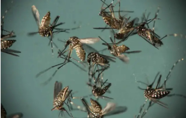 Phénomène hors saison: Dakar envahi par les moustiques