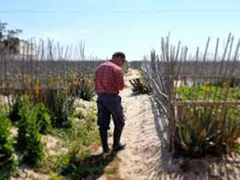 Tunisie: la culture sur sable, une pratique ancienne qui tente de résister Tunisie: la culture sur sable, une pratique ancienne qui tente de résister
