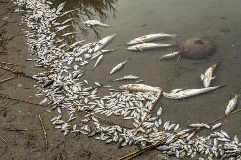 Pollution maritime sur les côtes sénégalaises: beaucoup de poissons et espèces meurent