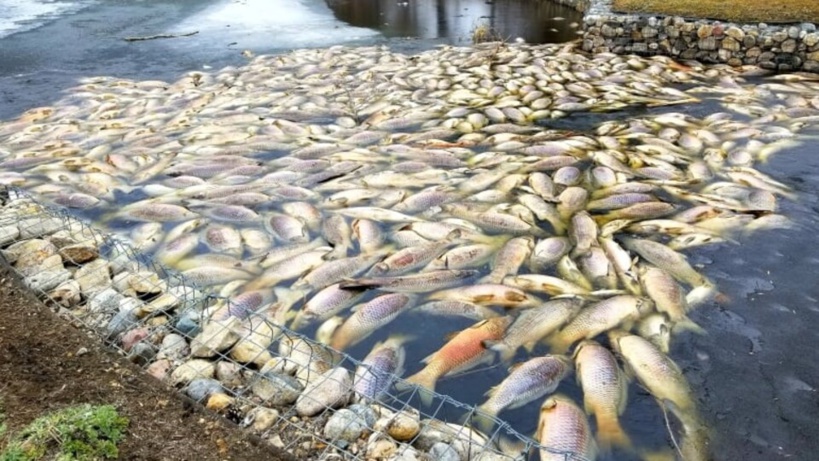 Bancs de poissons échoués sur la plage de Gandiol: le barrage anti-sel de Diama serait à l’origine