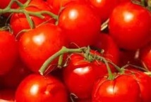 Dagana: les tomates pourrissant entre leurs mains, les femmes de Bokhol lancent un SOS