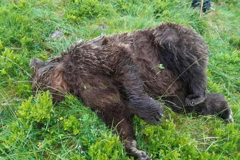 Ourse abbatue dans les Pyrénées: manifestation après des gardes à vue de chasseurs Ourse abbatue dans les Pyrénées: manifestation après des gardes à vue de chasseurs