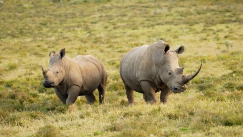 Selon les chiffres officiels, 18 rhinocéros et 51 éléphants ont été tués depuis le début de l'année. Des chiffres probablement en deçà de la réalité.